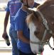 equine assisted learning certification course