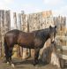 tack and horse supplies alberta,horse and tack supplies ab, equine tack alberta, 