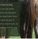 new forest pony for sale, new forest pony breeding, ponies for sale,