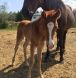 new forest pony, pony breeer, equine trainer, new forest pony trainer,