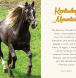 stallions, mares, horses for sale, 