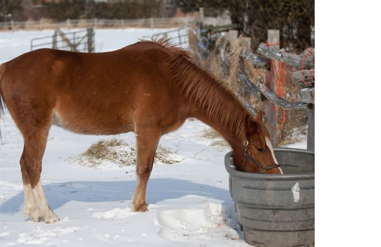 horses wwinter water, how much water horse winter, electrolytes for horses, heated watering horses, can horses eat snow