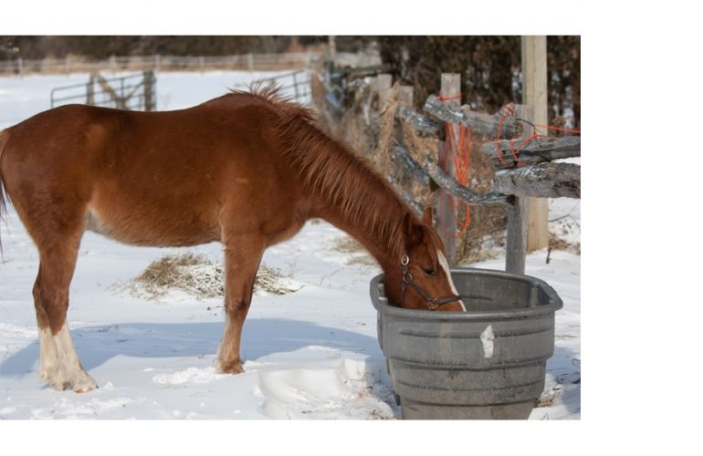 horses wwinter water, how much water horse winter, electrolytes for horses, heated watering horses, can horses eat snow