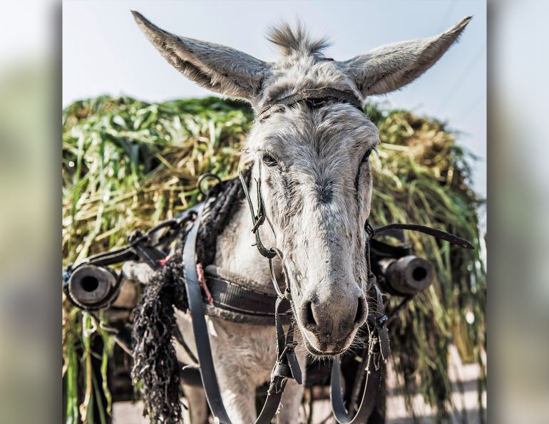 Calgary Stampede Chuckwagon Horse Deaths Controversy Horse Journals