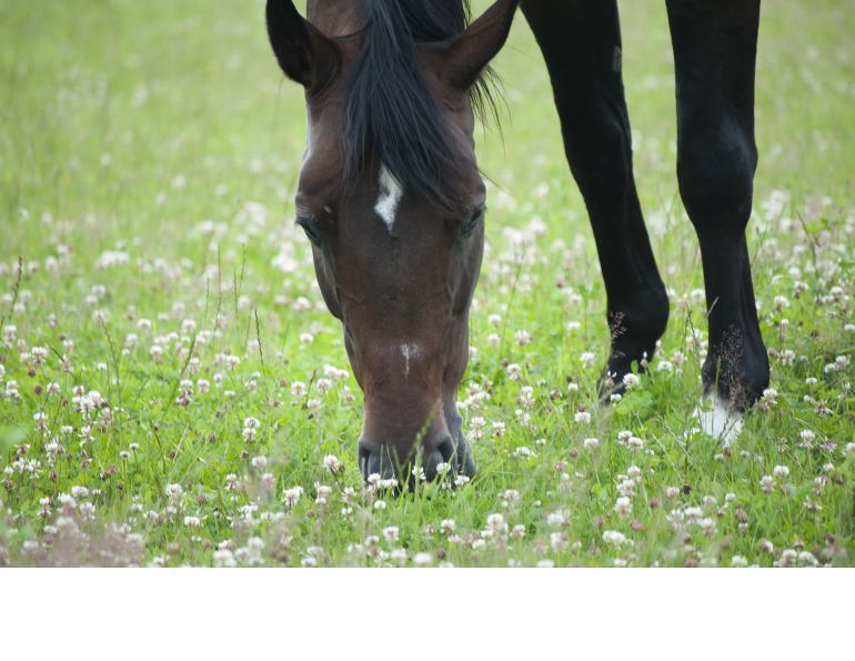 Basics of Horse Pasture Management