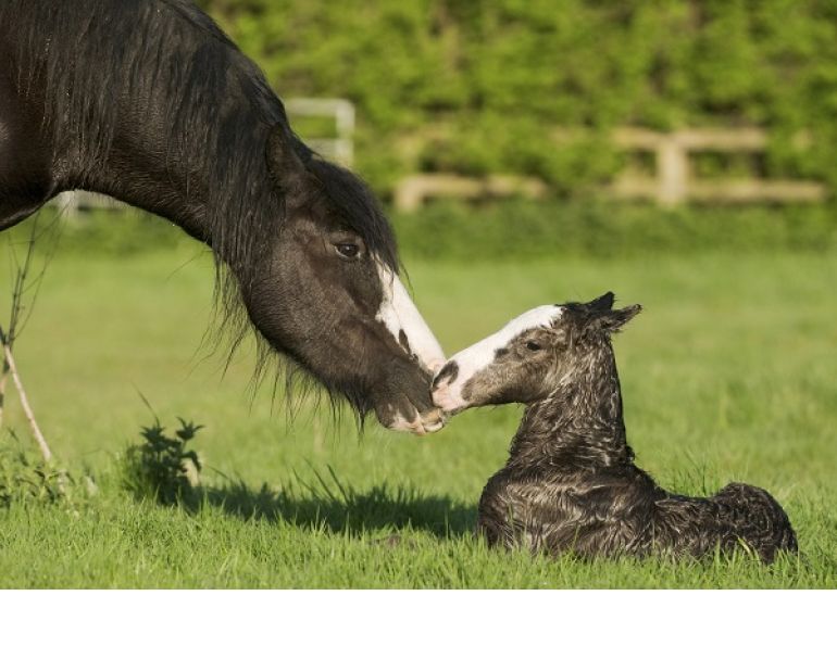 foal illness, foal in utero, foal won't nurse, equine neonatal sepsis, american association of equine practitioners, aaep 