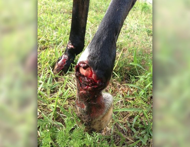 how to treat a horse wound, is my horses wound serious, emergency horse first aid, horse joing injury, horse foot abscess, brenden van wyk vido