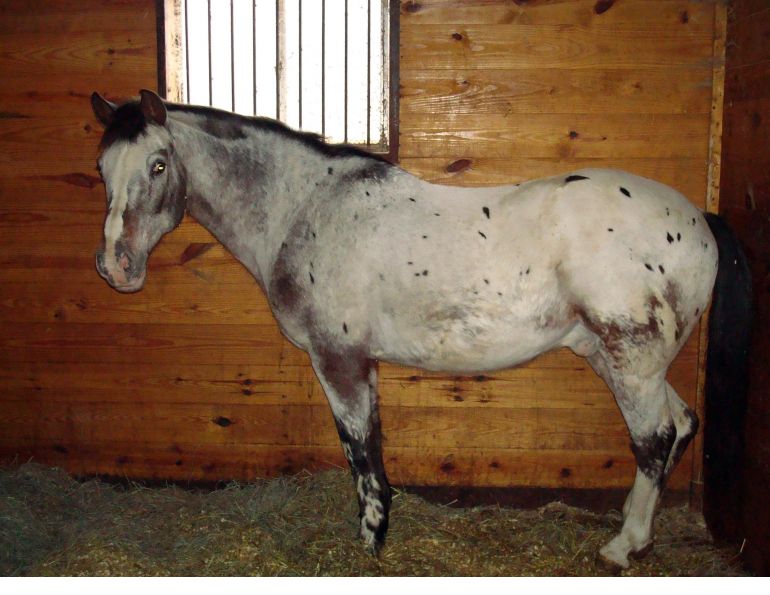 winter horse, horse cough, horse repiratory, equine copd, equine respiratory, equine cough, equine winter health, horse health, equine science, Mark Andrews