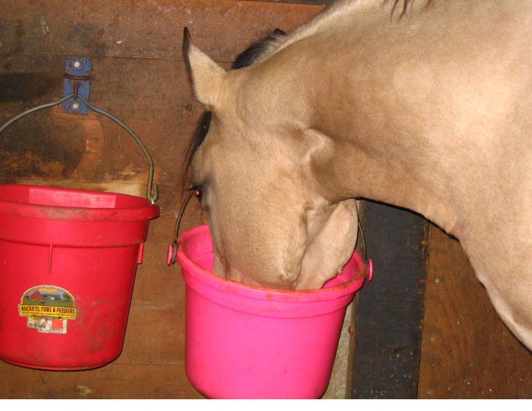 equine prebiotics, equine probiotics, horse prebiotics, horse probiotics, herbs for horses, wendy pearson, horse herbs