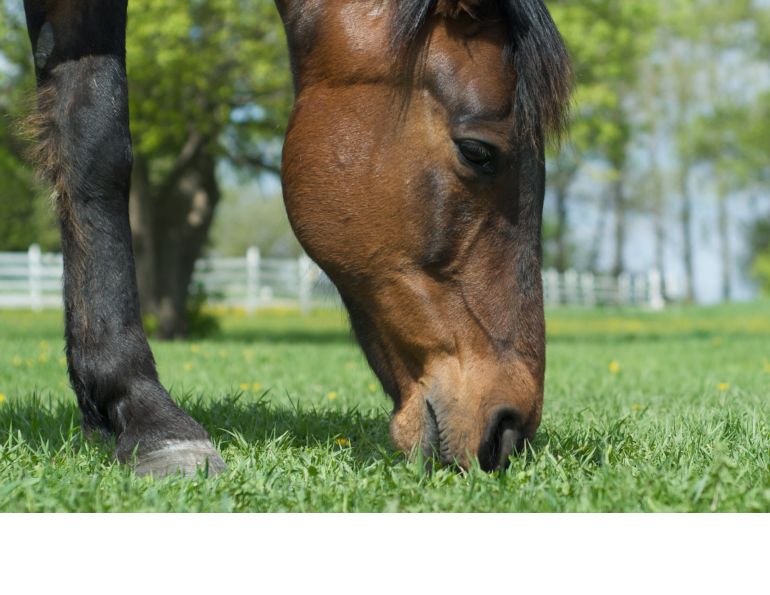 switching horse feed, transitioning horse feed, new horse hay, safely change horse hay, safely change horse feed