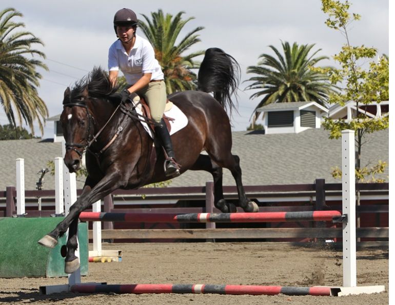 horse rushing the jumps, exercises for the jumping horse, training articles horse jumping, georgia hunt equestrian