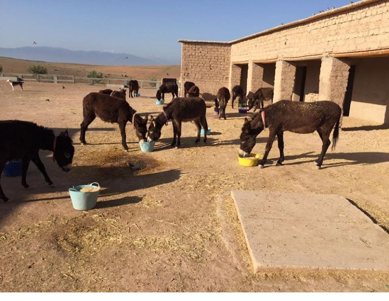 Jarjeer Mule and Donkey Sanctuary Marrakech, Morocco, rescue donkeys, equine rescue worldwide