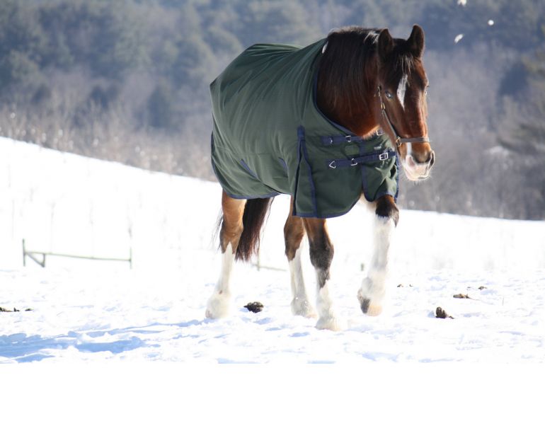 horse in winter, winter horse shelter, winter hoof care, winter horse feed