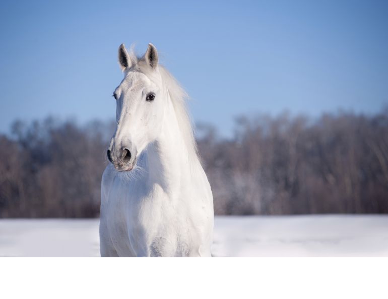 Do Horses need electrolytes in Winter?, horse electrolytes, equine dehydration, equine impactions, Dr. Wendy Pearson