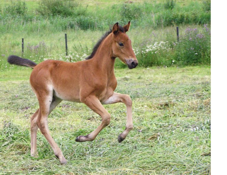  nursing foals, weaning a foal, foal nutrition, mare nutrition, feeding a foal, foal feeding, robin duncan, creep feeding, stall weaning, horse forage, horse hay
