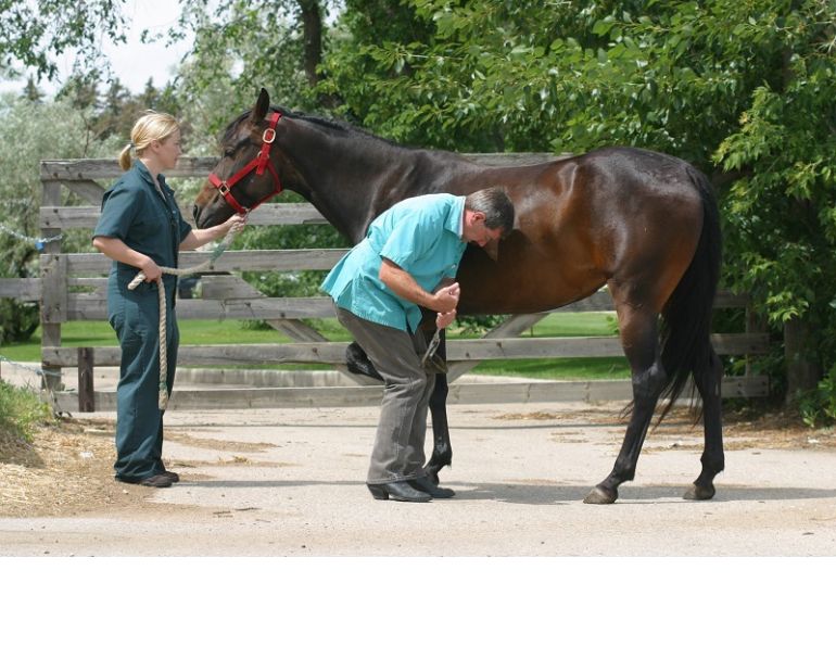 horse Laminitis Vaccine preventing equine laminitis Dr. David Wilson equine musculoskeletal western college of veterinary medicine lynne gunville