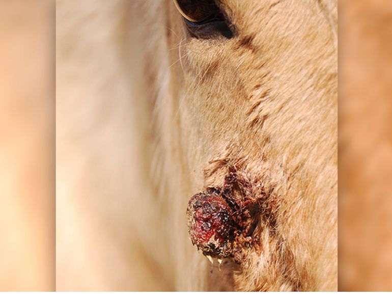 Margaret Evans, equine sarcoid skin tumours, horse skin tumours, bovine papillomavirus BPV, Douglas Antczak VMD PhD, Dorothy Havemeyer McConville, horse genetics, equine tumour regrowth, horse care