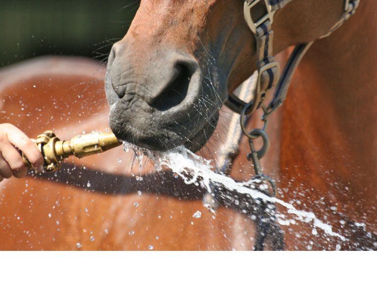 Equine Guelph, Dr. Bri Henderson, how test horse dehydration, horse dehydration, equine mucous membranes, equine capillary refill