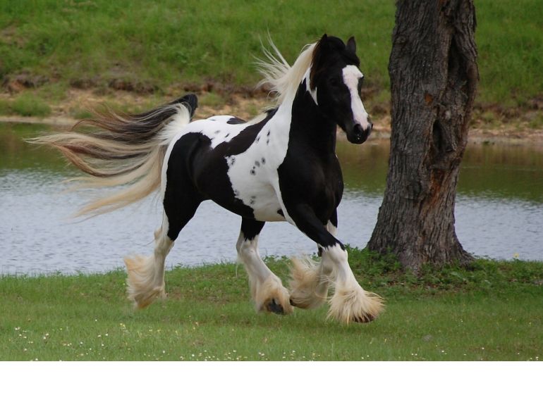 gypsy vanner, gypsy horse, once upon a time, feathered hooves, gypsy cob