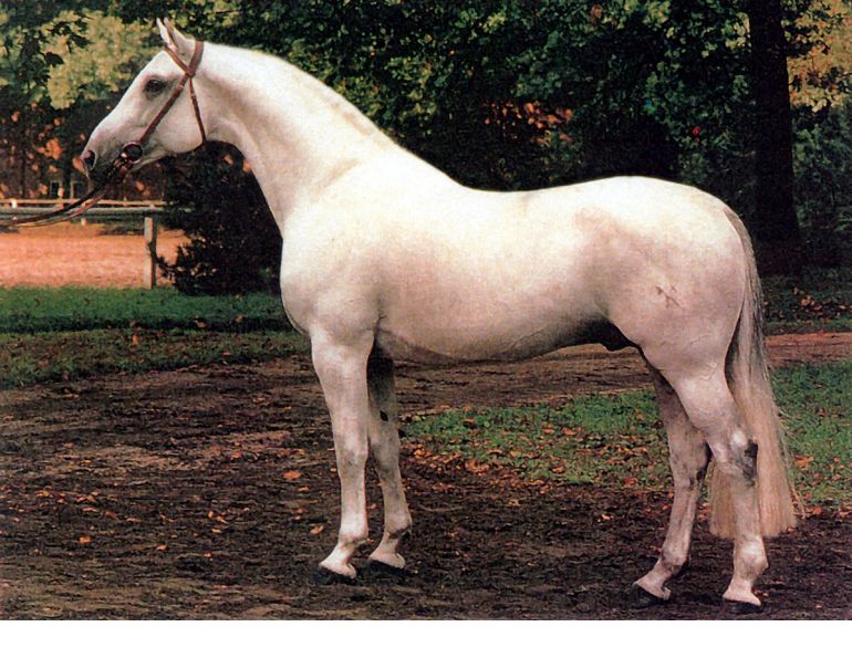 Canadian Warmblood Horse Breed, canadian warmblood equine, canadian warmblood horse, Equus Caballus Mosbachensi, wild Rose Equine Services, distinct horse breed