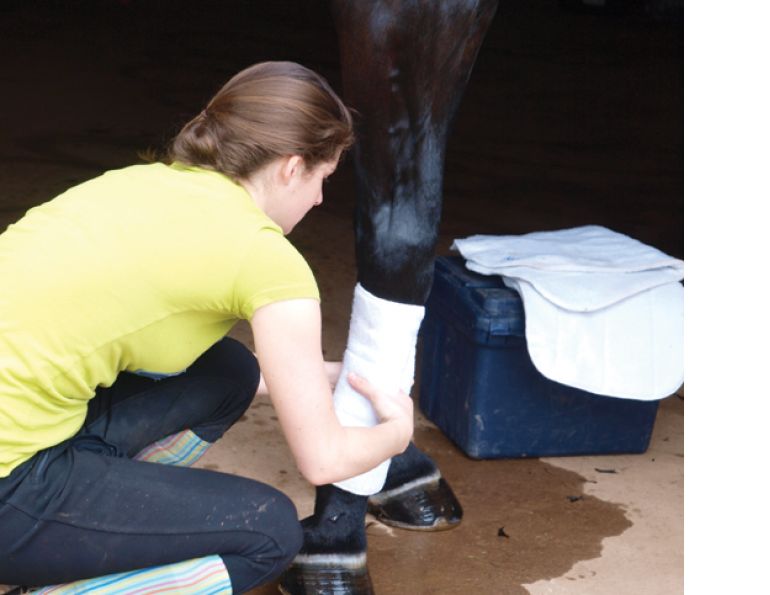 bandaging the hock, equine first aid, sounded horse, equine injury, horse wound, horse shipping bandages, equi-health canada