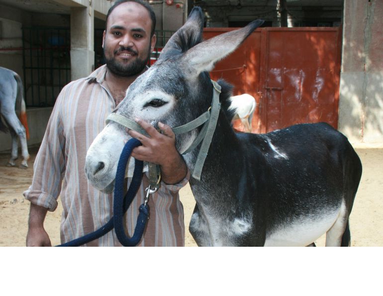 brooke hospital for animals, animal welfare, horse welfare, donkey welfare, helping animals in third world countries