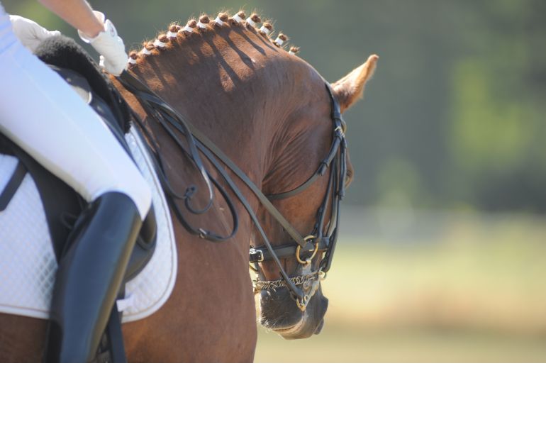 horse fitness test, how fit is my horse? how to tell horse overworked, horse exhaustion
