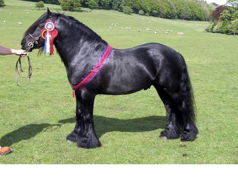 fell pony breed profile, characteristics fell pony, markings fell pony, fell pony hair coat