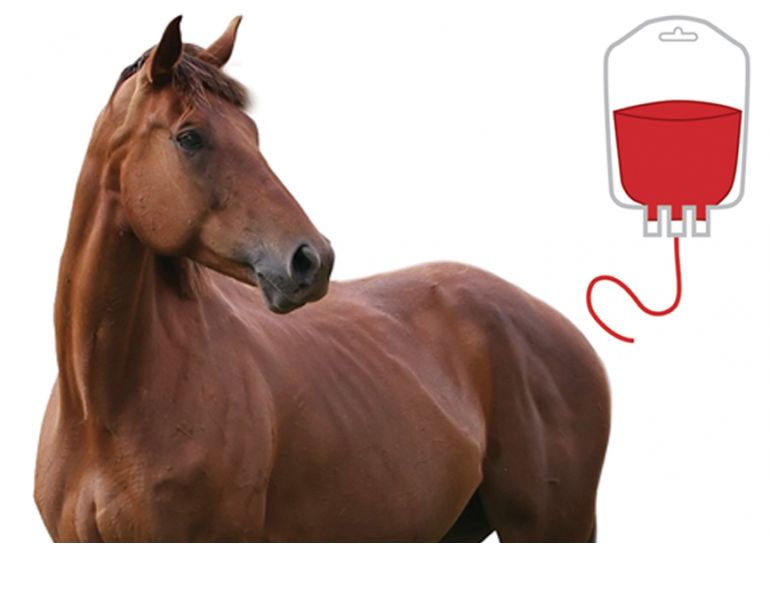 Blood Transfusions for Horses, equine surgery, horse colic, David Paton, Paton Martin Veterinary Services