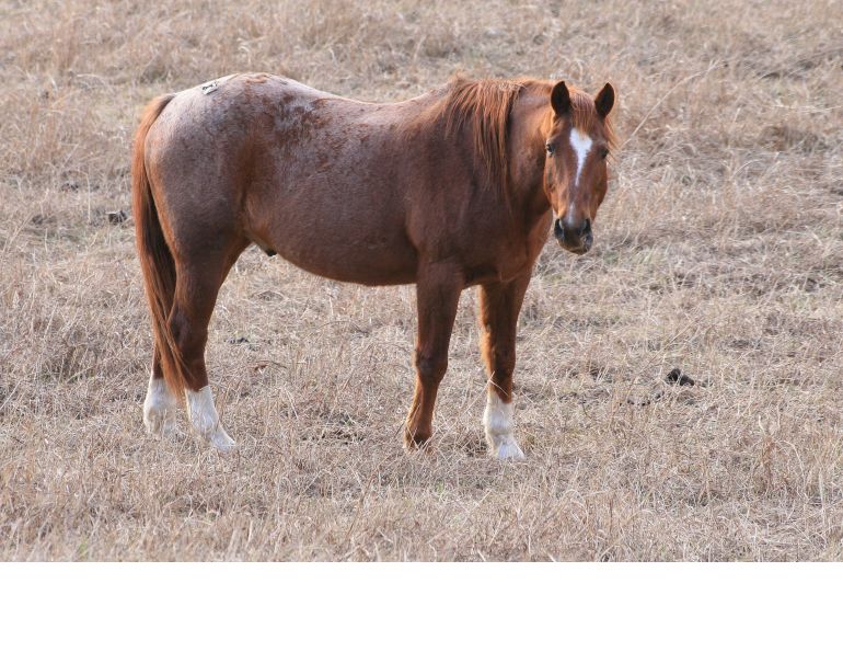 The Healthy Senior Horse, older horse nutrition, arthritis horses, overweight senior equine, juliet getty