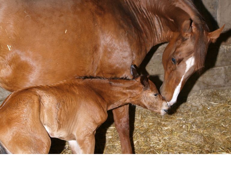 high risk mare, high risk equine pregnancy, prefoaling, foaling, jcs veterinary reproductive services, juan samper