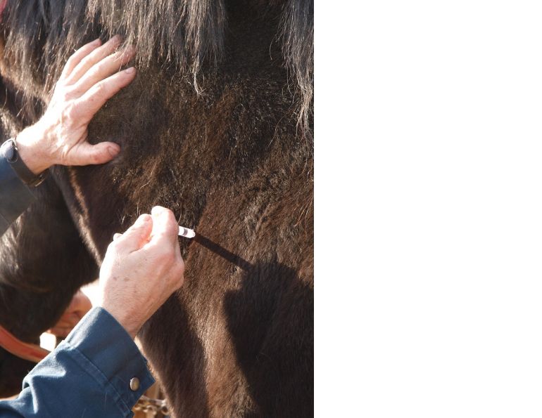 The Forces of Evil: 13 Equine Diseases