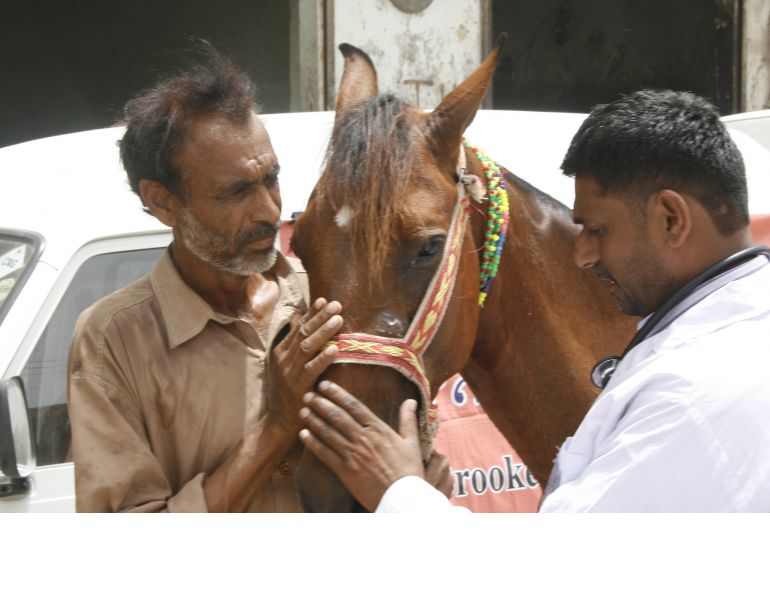 brooke hospital for animals, brooke animal hospital, helping donkeys in third world countries