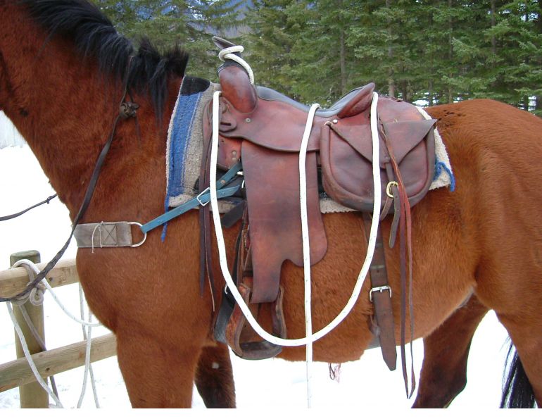 best saddle trail ride, choosing saddle riding horses, horseback riding saddle, stan walchuk