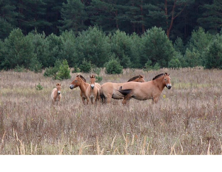 Przewalski's Horses, Chernobyl horses, Przewalski's Horse Chernobyl Welfare, Przewalski endangered horses