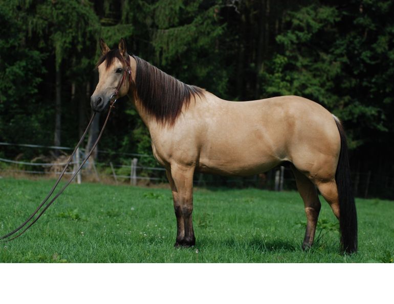 quarter horse genome