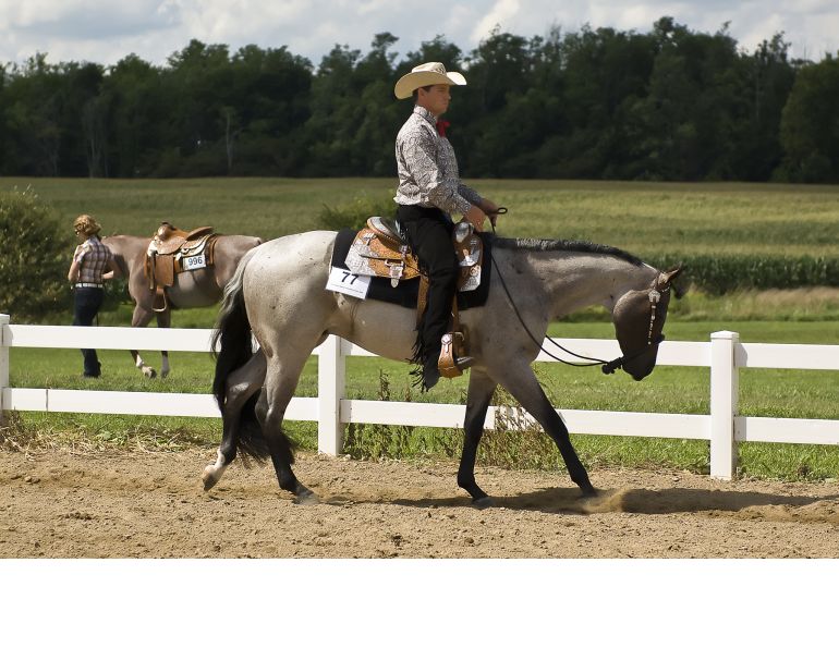 Shaping Your Horse's Canter, how to develop a nice canter, how to canter a horse, lindsay grice, horse crosses leg behind, horse won't canter