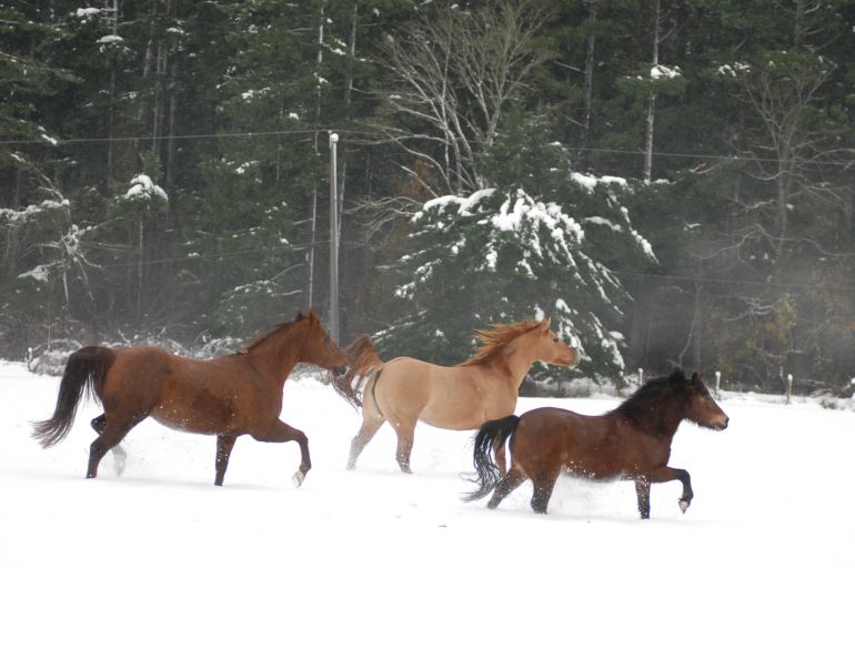 how many calories does my horse need winter, feeding a horse cold weather, how much to water my horse winter