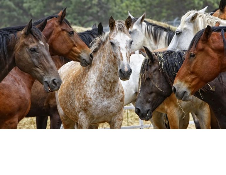 Edible Horse, horsemeat, horse welfare, horse slaughter, world horse welfare, princess ann horse speech, rspca, bcspca horse, HWAC/Animal ID Solutions, CFIA Equine Identification