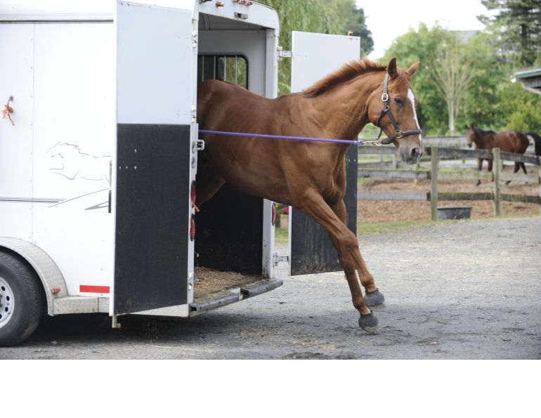  training jonathan field, natural horsemanship, trailer loading, load a horse trailer
