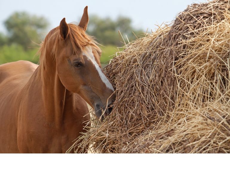 BotBax B NEOGEN, equine botulism, vaccinations for horses, preventing botulism in horse, equine vaccinations, clostridium botulinum