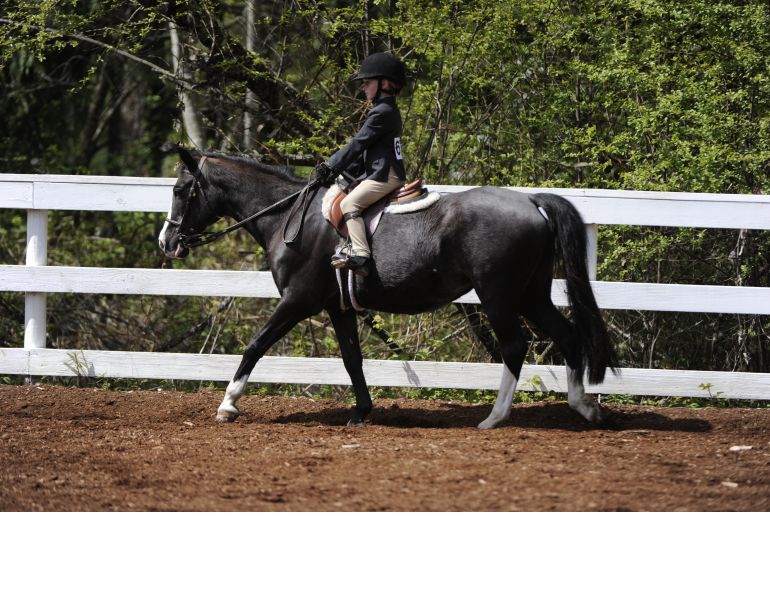 novice horse riders, find someone ride your horse, improve riding skills, lindsay grice