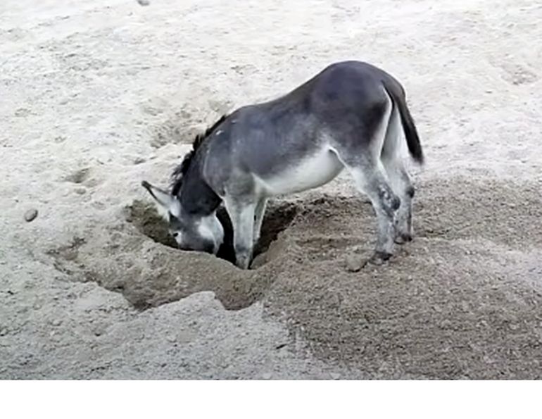 horses dig wells, donkeys well digging, equine science update, horses environmental