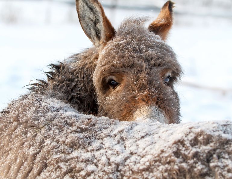 donkeys in the cold, how to keep donkeys warm, keeping horses warm, keeping equines warm