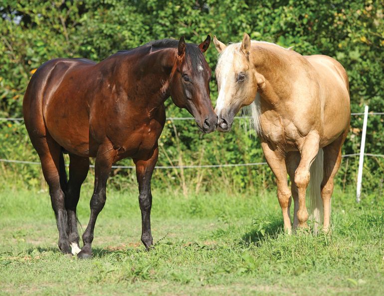 biosecurity horses, asymptomatic horses, preventing infectious diseases horses, UC Davis Center for Equine Health, preventing strangles horses