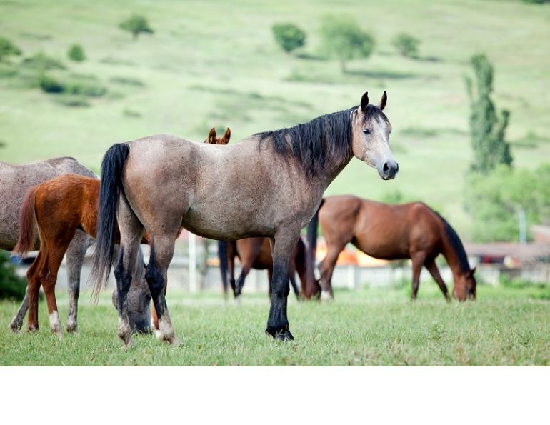 how to deworm horse, why deworm horse, equine intestinal parasites, horse intestinal parasites, horse worms equine parasites horse dr. wendy pearson, herbs for horses