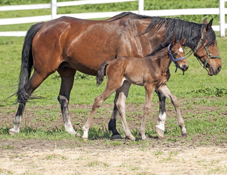 foal pneumonia study, foal pneumonia treatment prevention, texas a&am equine, equine science update