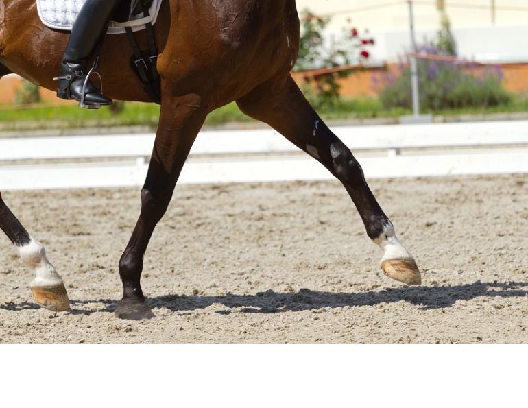 Equine Lameness, western college of veterinary medicine, wcvm, horse lameness, game ready, equine ultrasound, equine heel pain