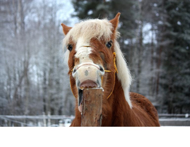 Reduce Horse’s Cribbing equine Juliet M. Getty early weaning foals cribbing