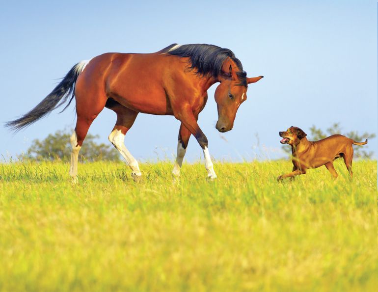 introduce dog horse farm, horses and dogs, the horse listener, herding dogs and horses, working dogs and horses
